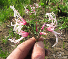 Nerine angustifolia