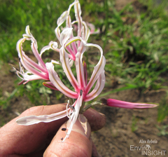 Nerine angustifolia
