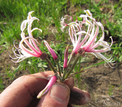 Nerine angustifolia
