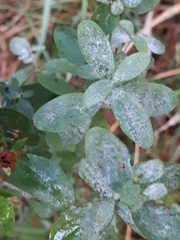 Erysiphe hyperici