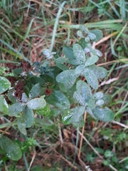 Erysiphe hyperici
