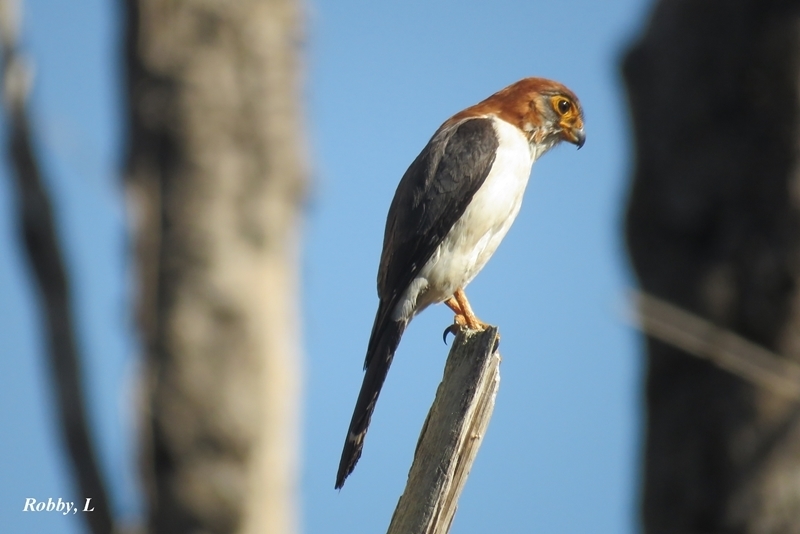 White-rumped Falcon