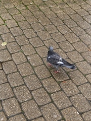 Columba livia domestica