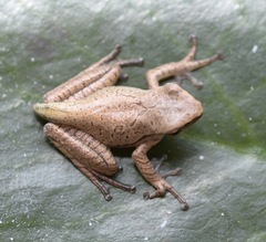 Polypedates leucomystax