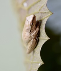 Polypedates leucomystax