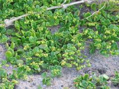 Pharnaceum cordifolium