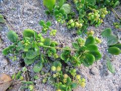 Pharnaceum cordifolium