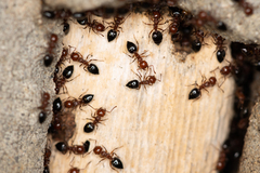 Crematogaster schmidti