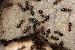 Crematogaster schmidti