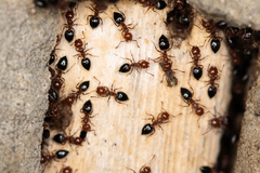 Crematogaster schmidti