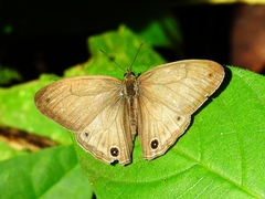 Euptychiina