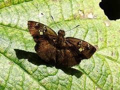 Quadrus lugubris