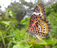 Cethosia mahratta