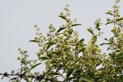 Ichnocarpus frutescens