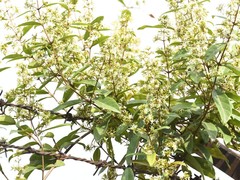 Ichnocarpus frutescens