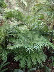 Ptisana salicina