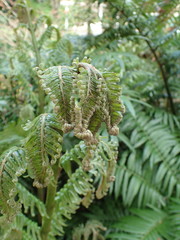 Ptisana salicina
