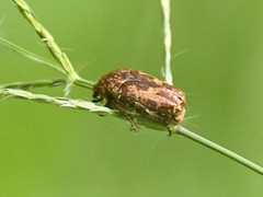 Protaetia squamipennis