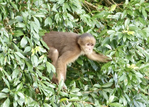 Marañón White-fronted Capuchin