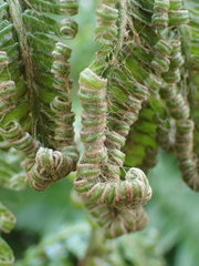 Ptisana salicina