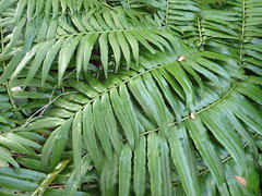 Ptisana salicina
