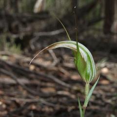Pterostylis ampliata