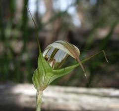 Pterostylis ampliata