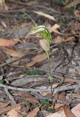 Pterostylis ampliata