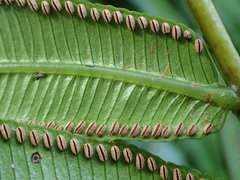 Ptisana salicina