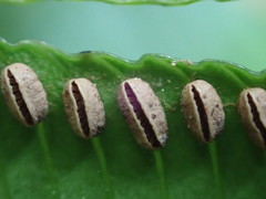 Ptisana salicina