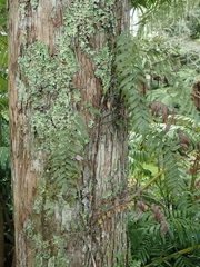 Blechnum filiforme