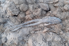 Pelophylax ridibundus