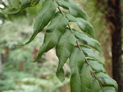 Blechnum filiforme