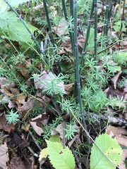 Galium labradoricum