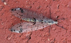 Dendroleon obsoletus