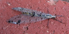 Dendroleon obsoletus