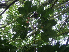 Vitex lucens