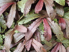 Elatostema rugosum