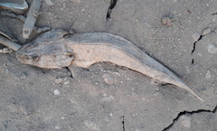 Platycephalus indicus