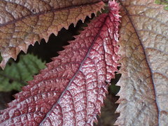 Elatostema rugosum
