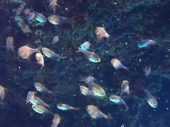 Pempheris rhomboidea