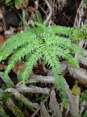 Asparagus scandens