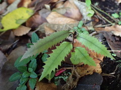 Knightia excelsa