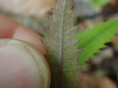Knightia excelsa