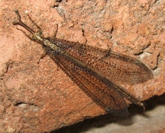 Brachynemurus
