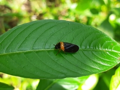 Phymatostetha deschampsi