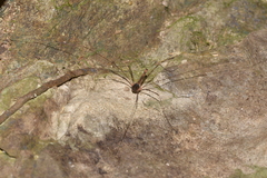 Neopantopsalis thaumatopoios