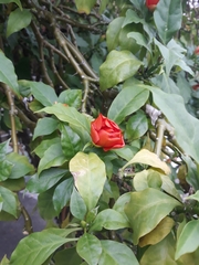 Leuenbergeria bleo