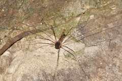 Neopantopsalis thaumatopoios
