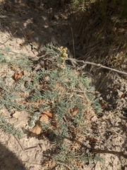 Seseli dichotomum